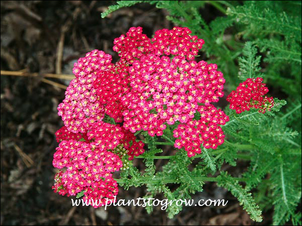 Nice deep red flowers.